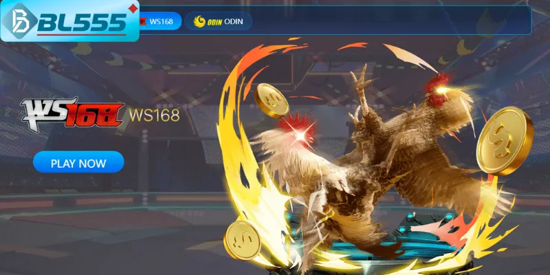 Đá Gà BL555 - Xem Trực Tiếp & Cá Cược Chuẩn Trường Thổ 2025 Trực tiếp trường gà Thomo trên đá gà BL555 Full HD